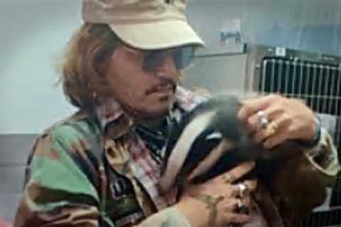 Johnny Depp CUDDLES a Badger After Defamation Trial Win