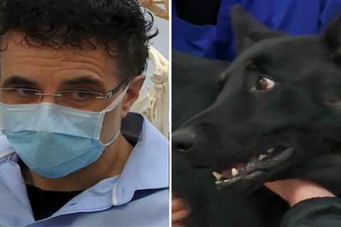 The Supervet viewers left ‘bawling’ as injured service dog screeches in agony