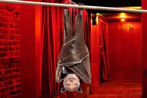 Sir Tom Jones reveals his pre-gig ritual to keep his hip fit – hanging UPSIDE DOWN