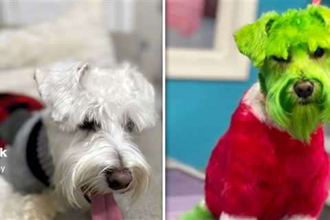 Dog Groomed to Look Like the Grinch, Owner Accused of Animal Abuse