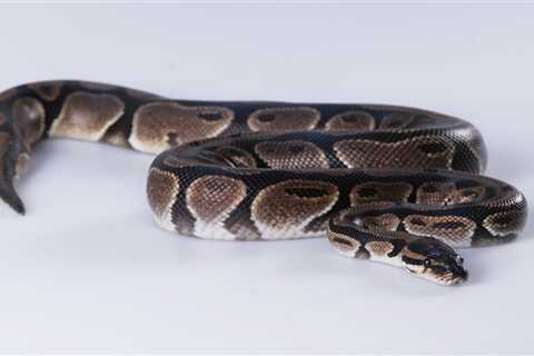 No Snakes On This Plane! TSA Stops Woman From Bringing ‘Emotional Support’ Boa Constrictor On Flight