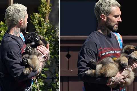 Adam Levine Gets New Puppy That Will Become Enormous