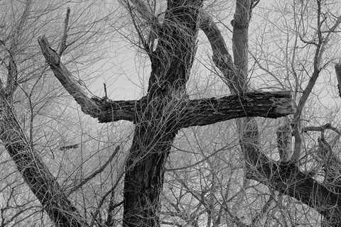 “Waiting for the Rain” by Photographer Phoenix Kanada