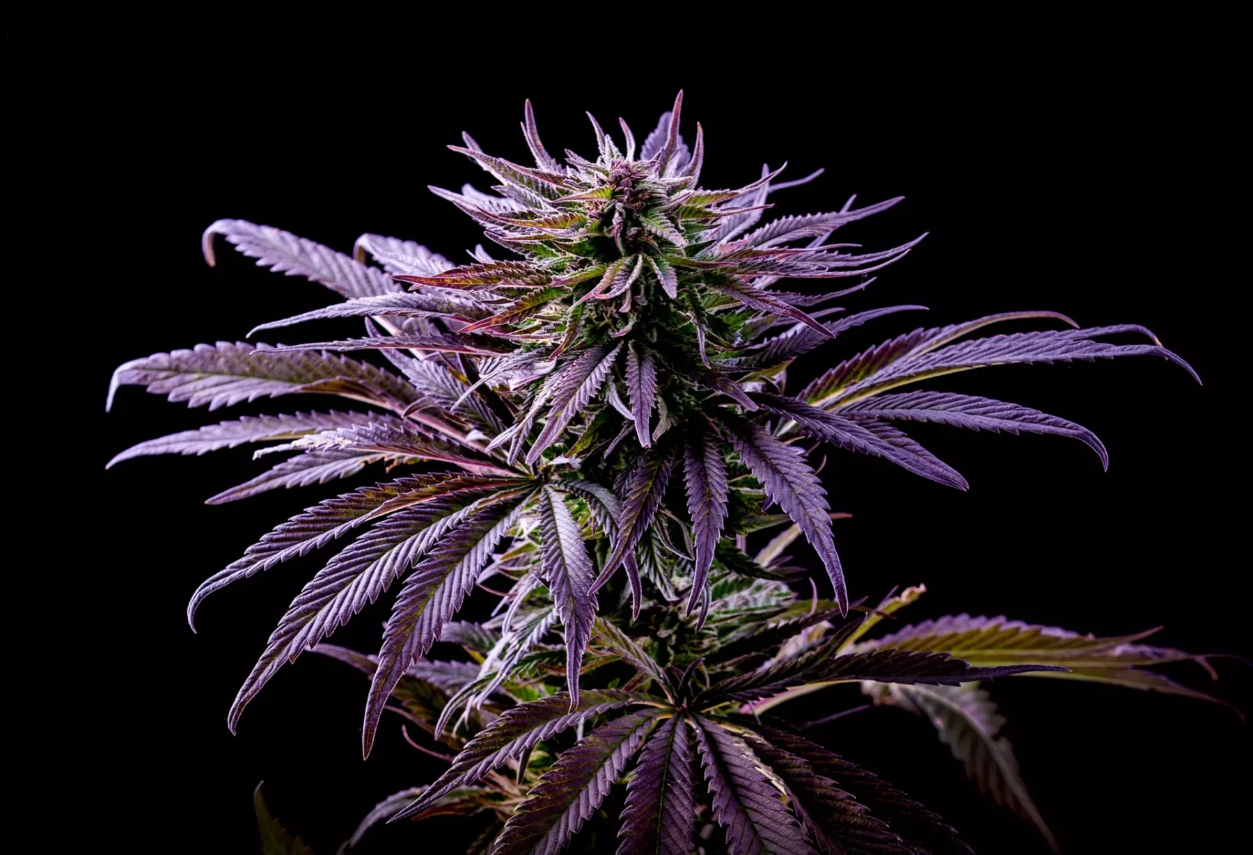 Strain Spotlight: Jealousy