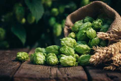 Cannabis and Hops: Part of the Same Family