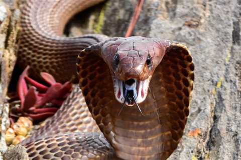 Pilot Makes Emergency Landing After Cobra Crawls into Cockpit