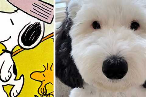 Real-Life Snoopy Lookalike Goes Viral