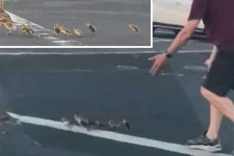 Dad Helping Ducklings Cross Road Killed By Teen Driver in Front of His Children