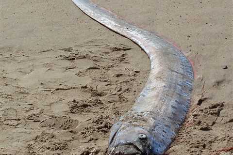 Video of Giant 'Doomsday' Oarfish Off Taiwan Coast Has People Worried