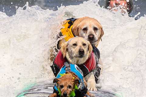 2023 World Dog Surfing Championships Sees Pooches of All Sizes Hang 10