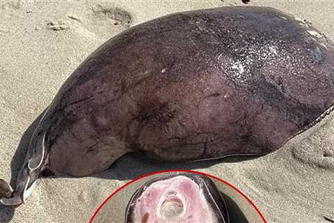 Coffin Ray Creature Washes Ashore on Australian Beach, Seems Otherworldly