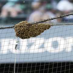 Swarm of bees delays Diamondbacks-Dodgers game in surreal scene