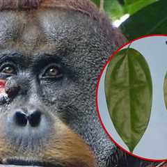 Orangutan Observed Treating Face Wound with Plant, First Documented Case