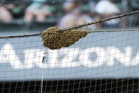 Swarm of bees delays Diamondbacks-Dodgers game in surreal scene