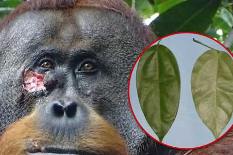 Orangutan Observed Treating Face Wound with Plant, First Documented Case