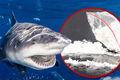 Thirteen Brazilian Sharks Test Positive for Cocaine, Researchers Say