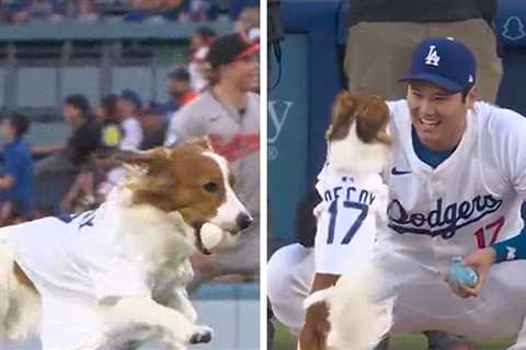 Shohei Ohtani's Dog, Decoy, Performs Perfect First Pitch Before Dodgers Game