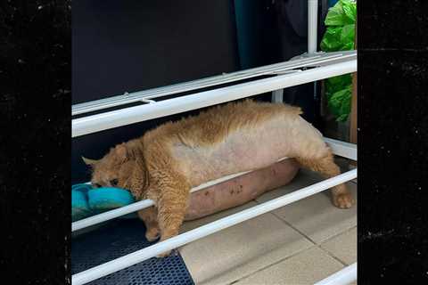 38-Pound Cat Gets Stuck in Shoe Rack Trying to Escape Pet Diet Camp