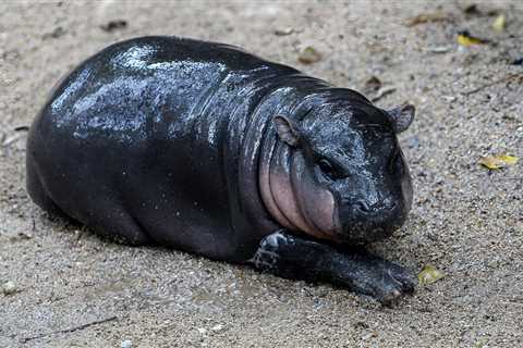 Meet the Baby Pygmy Hippo Who Has Become a Viral Sensation – Hollywood Life