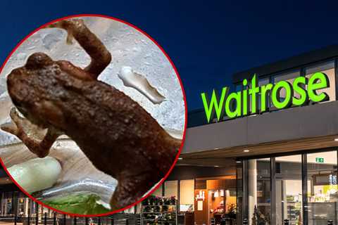 Live Toad Found in Grocery Salad Bag, Origin Remains Unknown