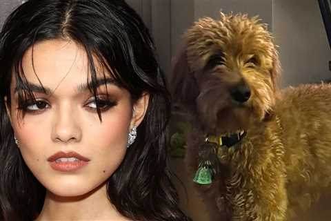 Rachel Zegler Begs Fans on Instagram for Help With Sick Dog