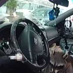 Raccoon Grabs Pipe & Puts it to Mouth During Woman's Arrest, on Video