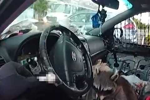 Raccoon Grabs Pipe & Puts it to Mouth During Woman's Arrest, on Video