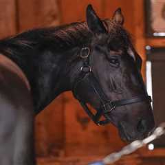 Belmont Stakes 2025: Picks and predictions from the experts