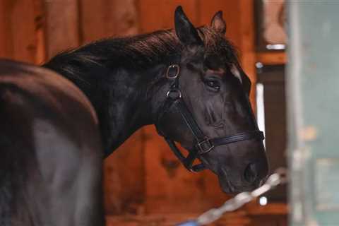 Belmont Stakes 2025: Picks and predictions from the experts
