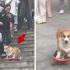 Skateboarding Corgi Shreds Steep Staircase in Front of Crowd, on Camera
