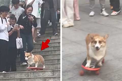 Skateboarding Corgi Shreds Steep Staircase in Front of Crowd, on Camera