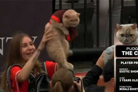 Bowling Green’s Pudge the Cat becomes college football’s early breakout star