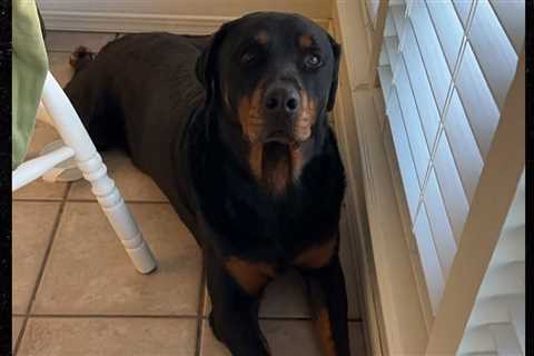 Border Agent Allegedly Shot, Killed Pet Dog During Migrant Sweep at Texas Home