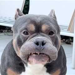 Beloved Dog Influencer Raffie Dies Suddenly on Christmas Eve