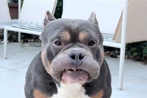 Beloved Dog Influencer Raffie Dies Suddenly on Christmas Eve