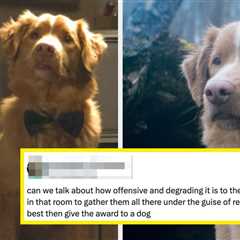 “An Insult To The Human Nominees”: People Are Fuming After A Dog Beat Five Human Actors — Including ..
