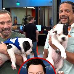 Puppy Bowl Ref Promises More Drama Than Human Super Bowl