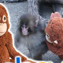 Viral Stuffed IKEA Monkey Sells for Hundreds on eBay