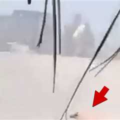 Dog Caught in Crossfire of Massive Shootout in Puerto Vallarta, Mexico