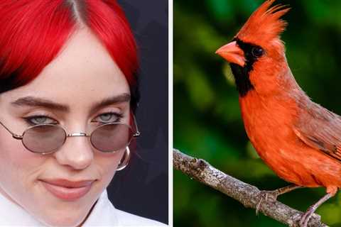 Pick 9 Birds And We'll Guess Which Billie Eilish Song Matches Your Personality