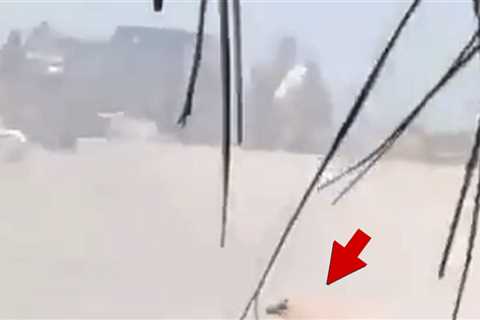 Dog Caught in Crossfire of Massive Shootout in Puerto Vallarta, Mexico