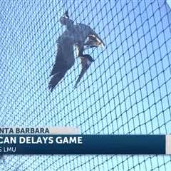 Massive pelican caught in infield net causes delay in college baseball game in Santa Barbara