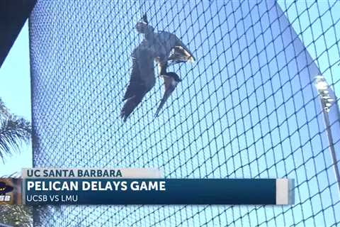 Massive pelican caught in infield net causes delay in college baseball game in Santa Barbara