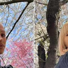 Stars With Cherry Blossoms ... Bloom, Baby, Bloom!