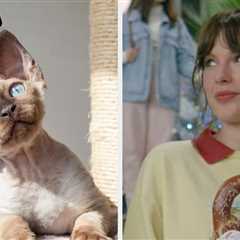 Choose A Song From Each Taylor Swift Album And I'll Determine What Type Of Cat You Embody