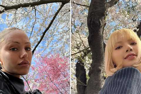 Stars With Cherry Blossoms ... Bloom, Baby, Bloom!