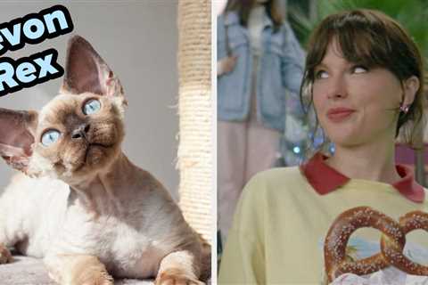 Choose A Song From Each Taylor Swift Album And I'll Determine What Type Of Cat You Embody