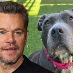 Matt Damon Makes Plea For Rescue Dog at Clint Eastwood Daughter's Animal Sanctuary