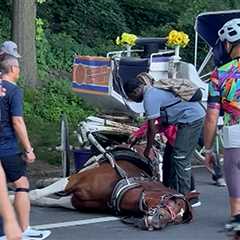 Central Park Visitors Horrified When Carriage Horse Suddenly Dies, On Video