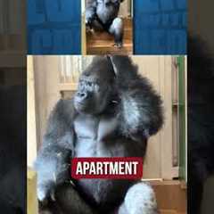 This gorilla is going through it